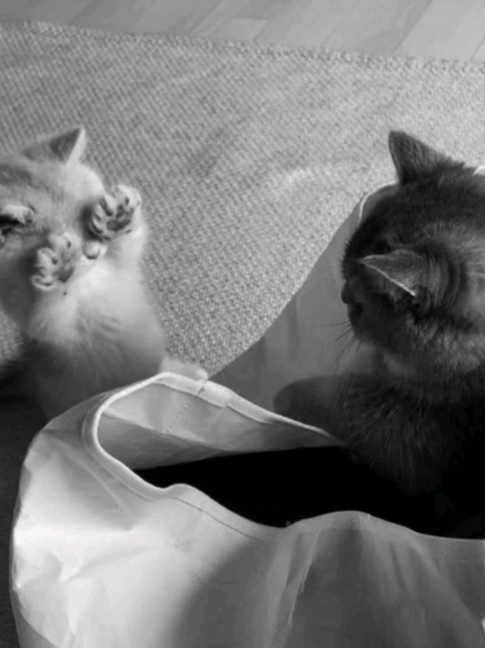 así me la paso cada que ella no me contesta rapido #humor #cuentadedicada #mipreciosa #gatito #identificarse 