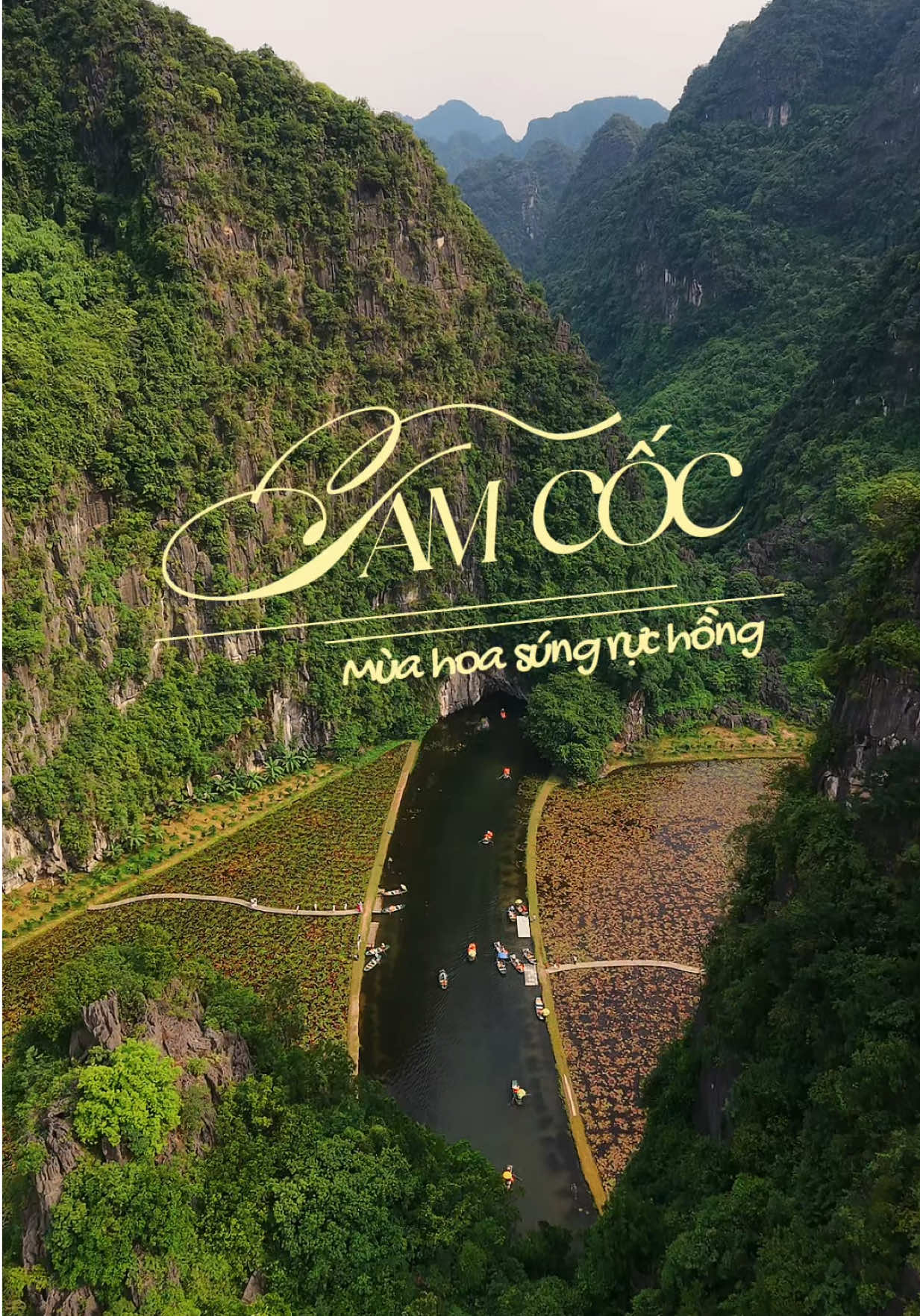 Tam Cốc bước vào mùa hoa súng rực rỡ rồi mọi người ơi Hoa sẽ nở nhiều đợt đến hết tháng 9 nên mọi người tranh thủ nha Nhớ đi sáng sớm tầm 7-8h nha, vì tầm 9-10h nắng lên là hoa cụp lại rồi đó #travel #tiktoktravel #ninhbinh #tamcoc #tuynhadi 