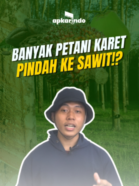 MENGAPA PETANI KARET RAMAI-RAMAI BERALIH MENANAM SAWIT? Pernahkah sedulur memperhatikan kebun karet di sekitar desa yang perlahan mulai ditebang dan berganti menjadi hamparan kelapa sawit? Fenomena ini nyata dan sedang terjadi secara masif di berbagai daerah! Faktanya, luas areal perkebunan karet nasional terus mengalami penyusutan setiap tahunnya. Sebagian besar lahan bersejarah tersebut kini dikonversi menjadi kebun sawit. Apa pemicu utamanya?Alasan terbesarnya tentu ada pada kepastian perut dan dapur keluarga petani. Dalam satu dekade terakhir, harga komoditas sawit dinilai relatif jauh lebih stabil dan menguntungkan. Hal ini berbanding terbalik dengan harga karet yang sering kali naik-turun tajam hingga menyulitkan para petani di tingkat tapak. Lalu, apakah tanaman karet sudah tidak menjanjikan?Tentu saja tidak! Karet sejatinya adalah tanaman investasi jangka panjang yang luar biasa. Pohonnya bisa terus produktif hingga puluhan tahun lamanya—asalkan dirawat dan diremajakan dengan langkah yang benar. Akar masalahnya selama ini bukan terletak pada tanamannya, melainkan pada sangat minimnya ekosistem dukungan nyata yang diterima oleh para petani karet kita. Di sinilah APKARINDO hadir mengambil peran. Sebagai sebuah gerakan dan ekosistem, kita akan terus menyuarakan agar negara dan industri kembali hadir memberikan dukungan utuh jadi rekan-rekan yuk kita berjuang bersama untuk pertahankan warisan pohon karet kita 👇 Bagaimana kondisi di daerah rekan-rekan saat ini? Apakah mayoritas tetangga sesama petani juga sudah mulai beralih menanam sawit, atau masih setia bertahan menyadap karet? #APKARINDO #KaretRakyatBangkit #KaretIndonesia #PetaniKaret #sawit