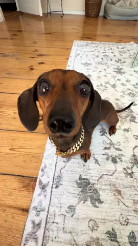 Ballerina #dachshund #dog #sausagedog #dackel #Love 