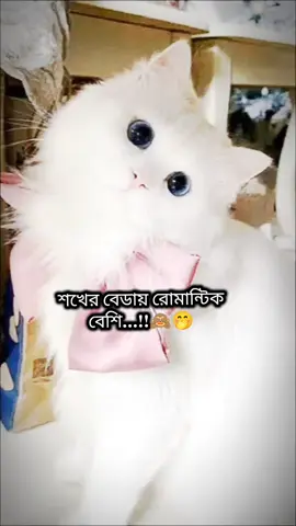 শখের বেডায় রোমান্টিক বেশি...!!😩🤭           #hgsayyujvfdwwrtydssguiijjfddsyyujjkkjjjhbcdsaerf #hgsayyujvfdwwrtydssguiijjfddsyyujjkkjjjhbcdsaerf #hgsayyujvfdwwrtydssguiijjfddsyyujjkkjjjhbcdsaerf #hgsayyujvfdwwrtydssguiijjfddsyyujjkkjjjhbcdsaerf #hgsayyujvfdwwrtydssguiijjfddsyyujjkkjjjhbcdsaerf 