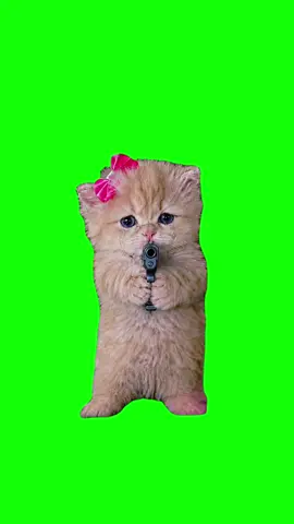 Click Link in Bio to Download this Meme 📥  Emotional kitten stick up Green Screen Meme Template #capcut #capcutpioneer #pioneertemplate @rio_ollie_cat 