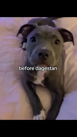 6-7 years haymaker valley | #haymaker #pitbull #dogmeme #fyp #viral 