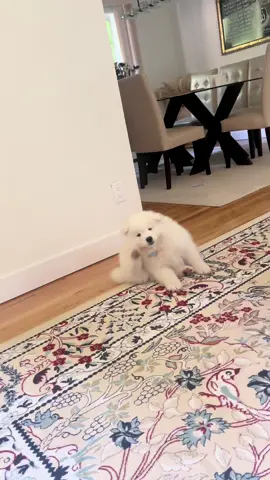 We adopted him and his first morning #dog #8weeks old #Samoyed 