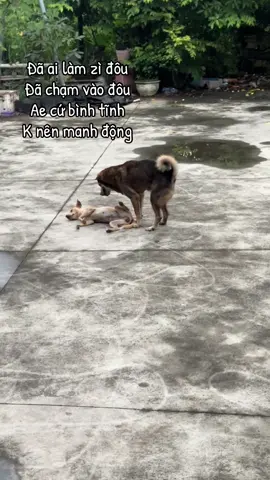 Trộm vía anh íu si nh l ý, còn chị thì chưa đc méng nàoooo #ilovetiktok #giảitrí #chó #dog 