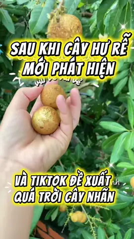 Ai biết rành nhãn Long Phụng Châu xác nhận giúp mình với, nhãn này phải Long Phụng Châu không mn 😂😂 #caynhan #longphungchau #thanhnhan #nhanbapcai #hcvx109 