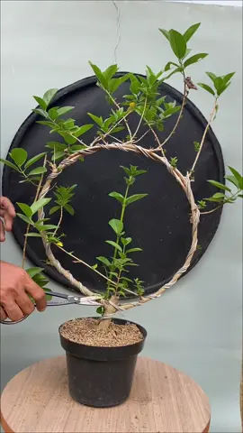 Program lanjutan bahan bonsai sancang on the ring