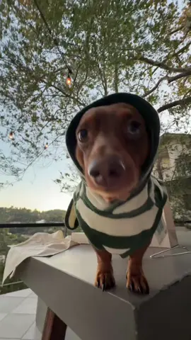 can’t wait for bath time !!! @Lil Luv Dog this was too cute ! 🛁 🛁  