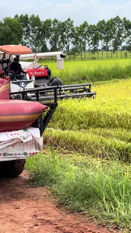តក់ៗក្រែងបានលុយផឹកភ្ជុំនេះ😂🌾#ស្រុកព្រះនេត្រព្រះ🙊💞✌️ #ខេត្តបន្ទាយមានជ័យ❤️🥰 