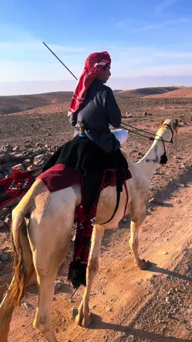 #اكسبلور #هجن_الاصايل #هجن_الحويطات #هجن_الشمال #ركبات_هجن_ماشاءالله🤍🐪 