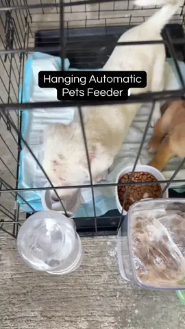 Laking tulong nito sa atin mga Fur parents. Lalo na kung busy ka at nalilimutan painumin o pakainin sila Pet feeder automatic Pet feeder 2 in 1 Pet feeder for cats Pet feeder for dogs Fur parents ka rin ba Pet feeder bowl hanging automatic pets feeder #petfeeder #automaticpetfeeder #petessentials #petlover #onthisday 