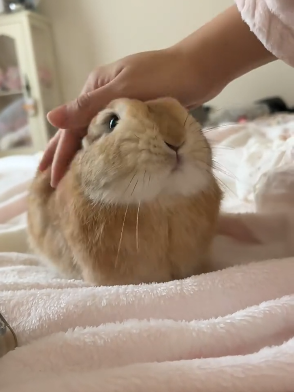 Кролики 🥰   #rabbit #cute #animals 