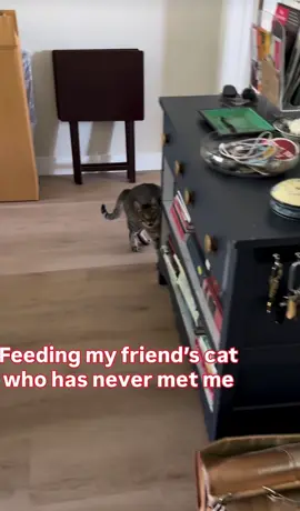 #cat #pets #weird #lol 