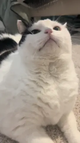 Jasmine and @GalaxyCon #catsoftiktok #funny #chonkycat #cute 