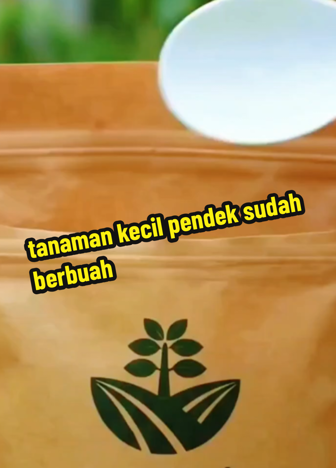 pupuk yang lagi viral karna keampuhannya #panenmeningkat #fypシ #npkbooster #creatorsearchinsights #tanamansubur 