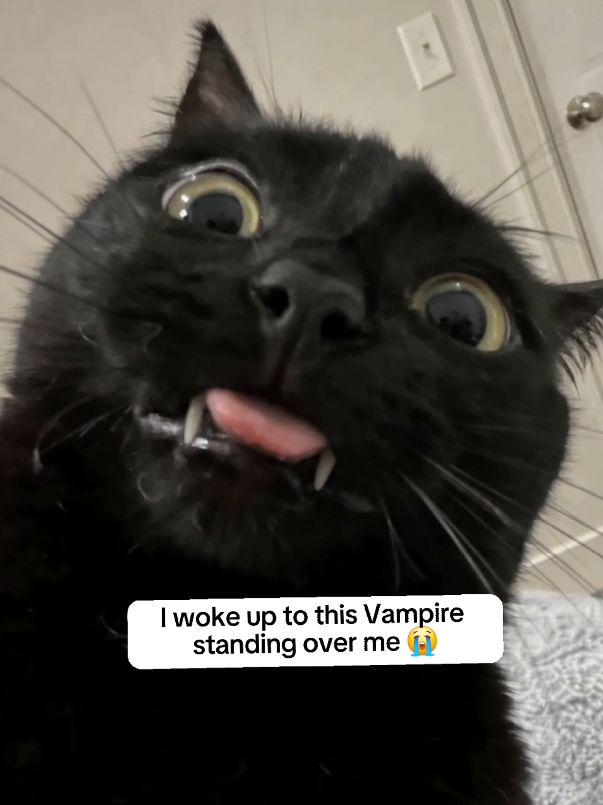 Nothing like waking up to two little fangs staring directly into your soul. 😭😂 #cats #cat #funnypets #funnycats #pets 