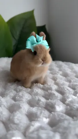 #❤️🐰🐇 