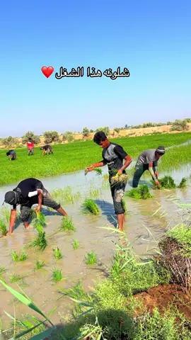#رئاسة_بني_حسن ##الشعب_الصيني_ماله_حل😂😂 