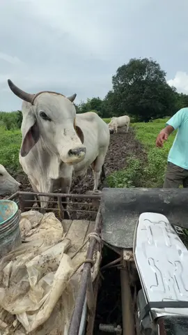 HAHAHAHAHA #meme #fyp #cow #viral #Meme 