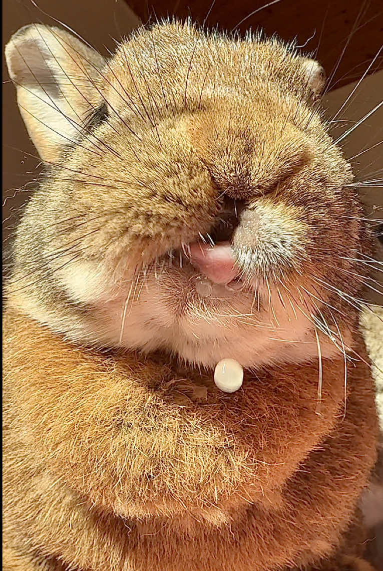 You asked for another grape video… 🍇 Wilma was more than happy to help 😋 #yummyinmytummy #fruitlover #PetsOfTikTok #bunniesoftiktok #kaninchen 