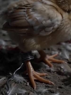 Ayam Betina yang diremehkan