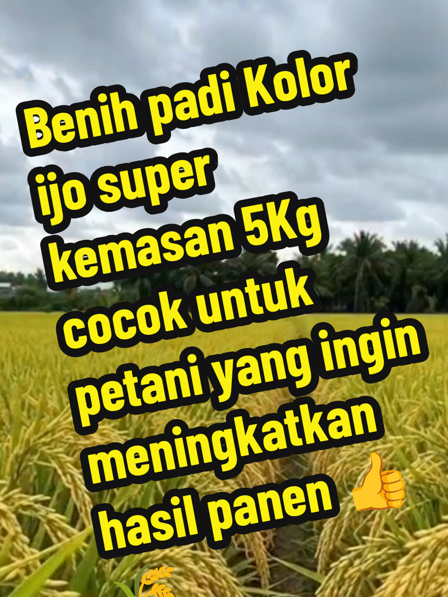 Mungkin Terlihat asing di telinga tapi hasil nya meluas kan 👍🌾 #benihpadi #padikolorijo #padiunggul #panenmelimpah #petanipadi 