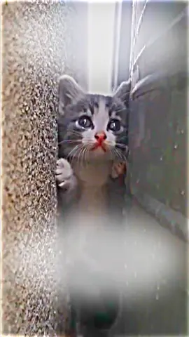 poor kitty 🙏😭