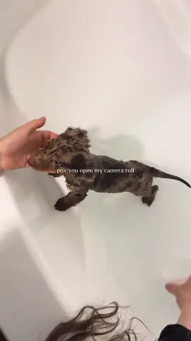 Milo🤎#puppyshowercare #puppysleeping #dachsundpuppy ##trending #cutepuppy 