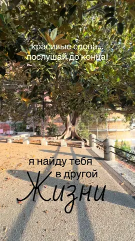 Очень красивый стих 🥰 #стих #жизнь #дерево #истина #мудрыеслова