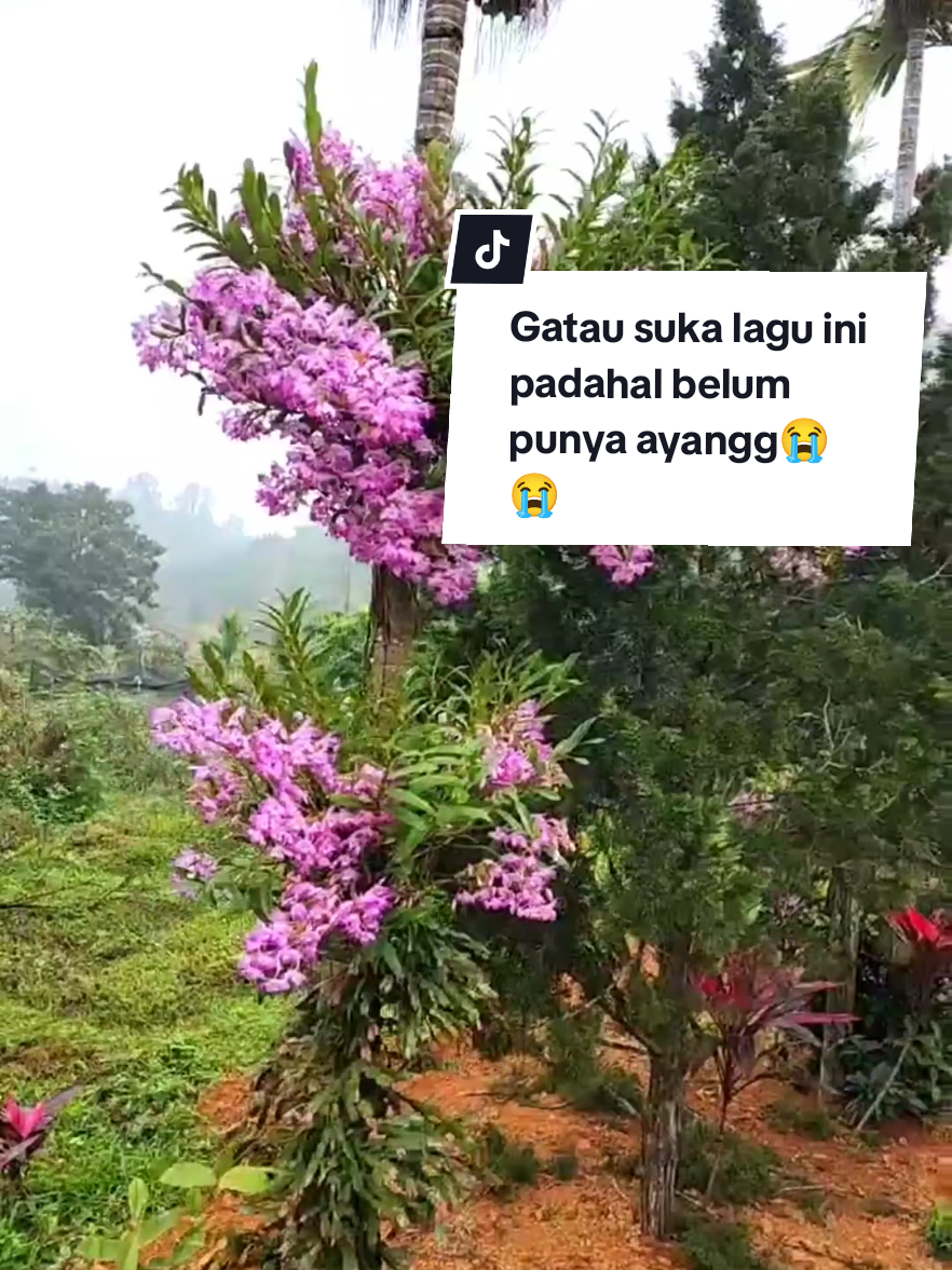 Follow untuk update anggrek lainnya  #taman #moveon  #sedih  #fyp  #CapCut 