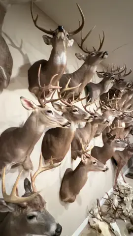 my dads beautiful show room #taxidermy #deer #fyp #repost 