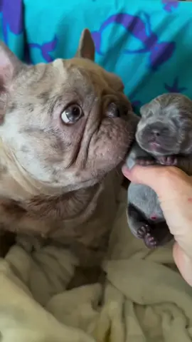 #adorable  French Bulldogs puppies ready to go forever home 