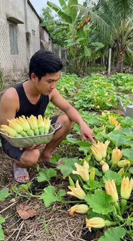 Bí siêu nụ giống mới ăn ngon #bisieunu 