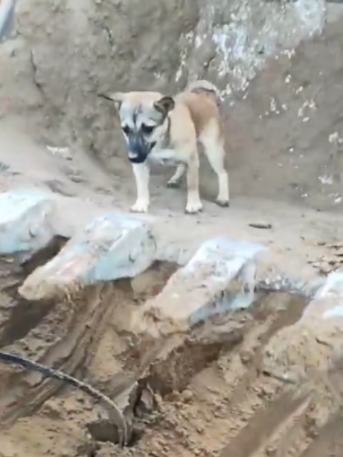 Tiny pup, big rescue. 🥹🐶 After this little dog fell into a deep pit, construction workers carefully used an excavator to lift it back to safety. Sometimes the biggest machines can do the gentlest things. ❤️ #DogRescue #AnimalRescue #DogsOfTikTok #Puppy #CuteDogs #Kindness #Heartwarming #Animals #fyp #ForYou