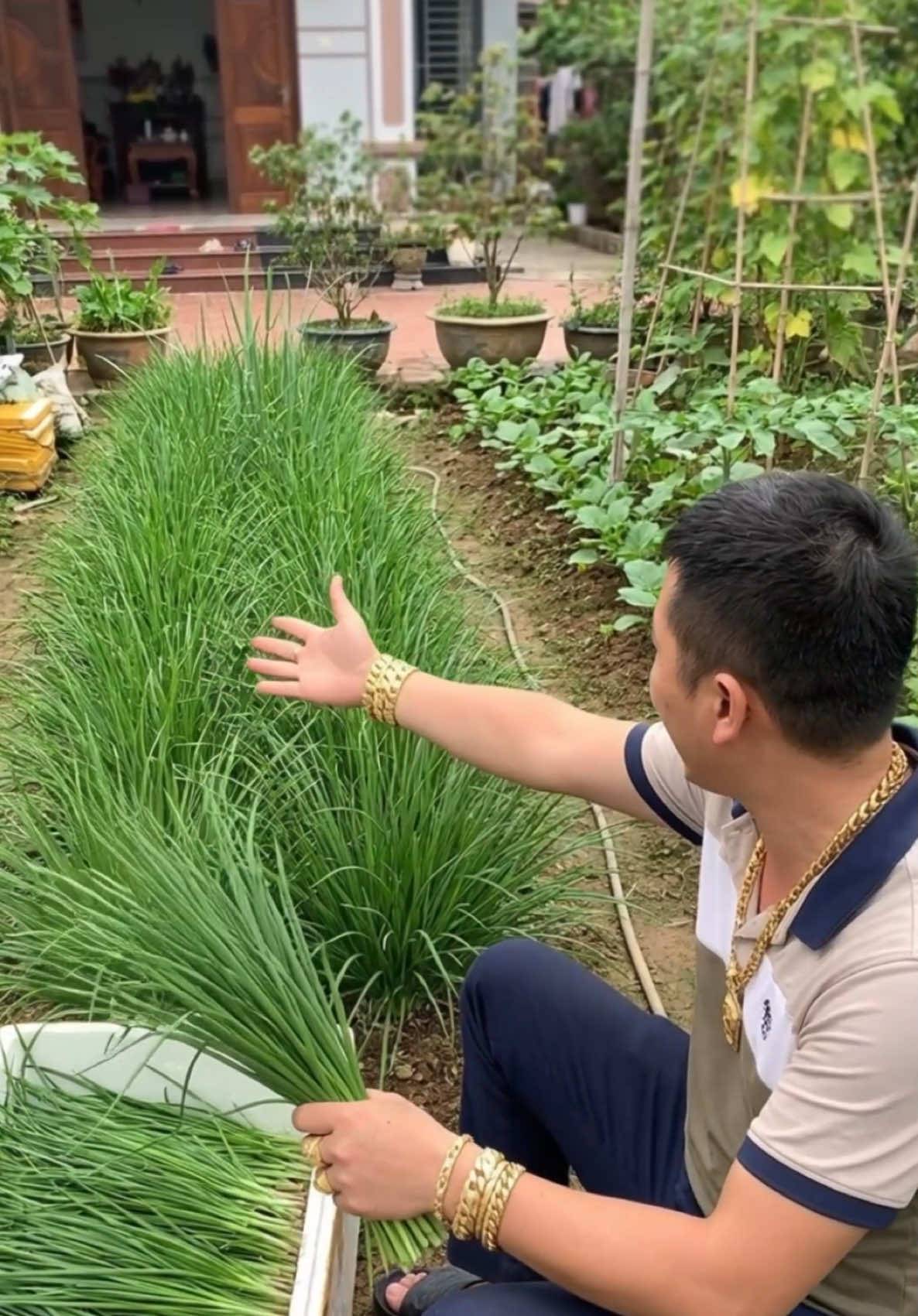 Hạt giống hẹ năng suất cao chuẩn F1, hạt giống tốt tuyển chọn dễ gieo tại nhà, tháng rưỡi có ăn, bụi hẹ to, nhanh lớn, càng cắt càng mọc nhiều, trồng 1 lần thu hoạch vài năm, hẹ sạch nhà trồng #hẹ #rau #hatgiong #trongrausach #hatgiongrau 