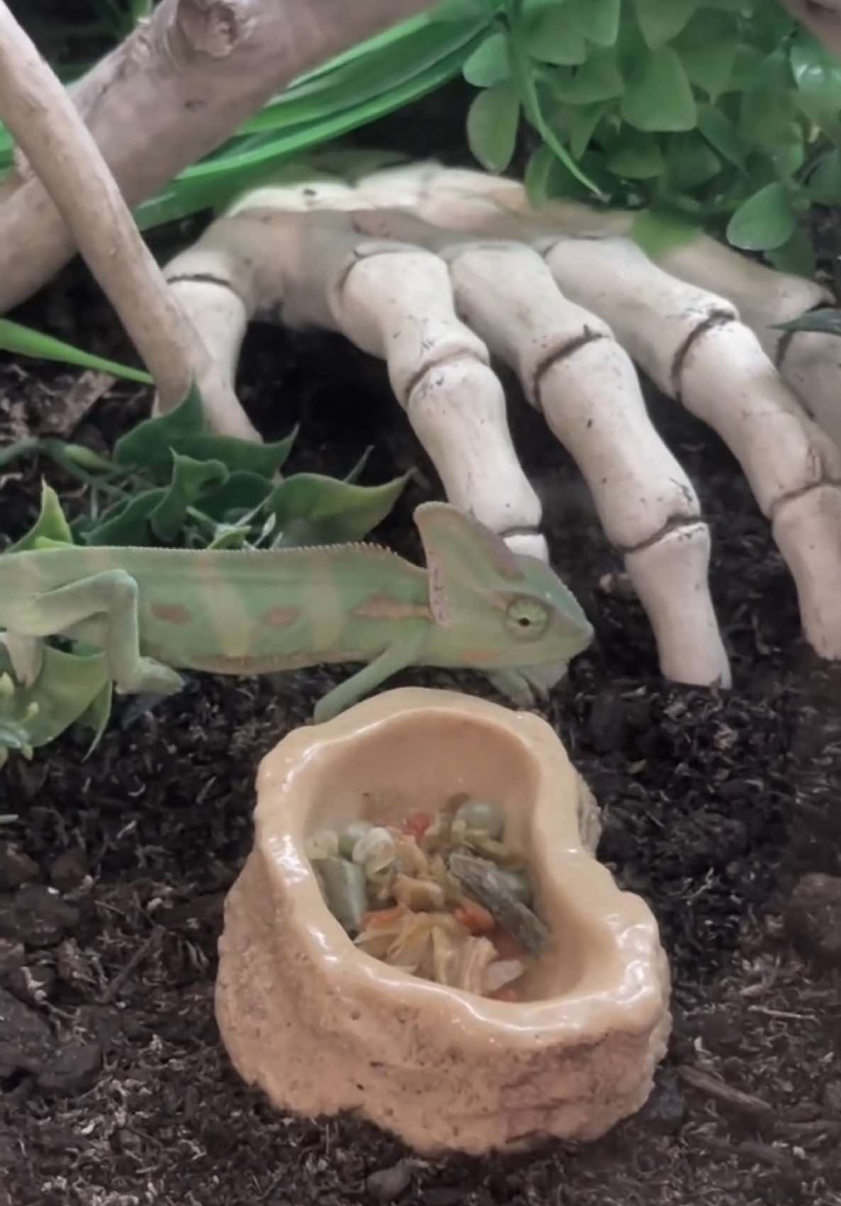 petstore for animal therapy #Vlog #dayinmylife #minivlog #dailyvlog #routine 