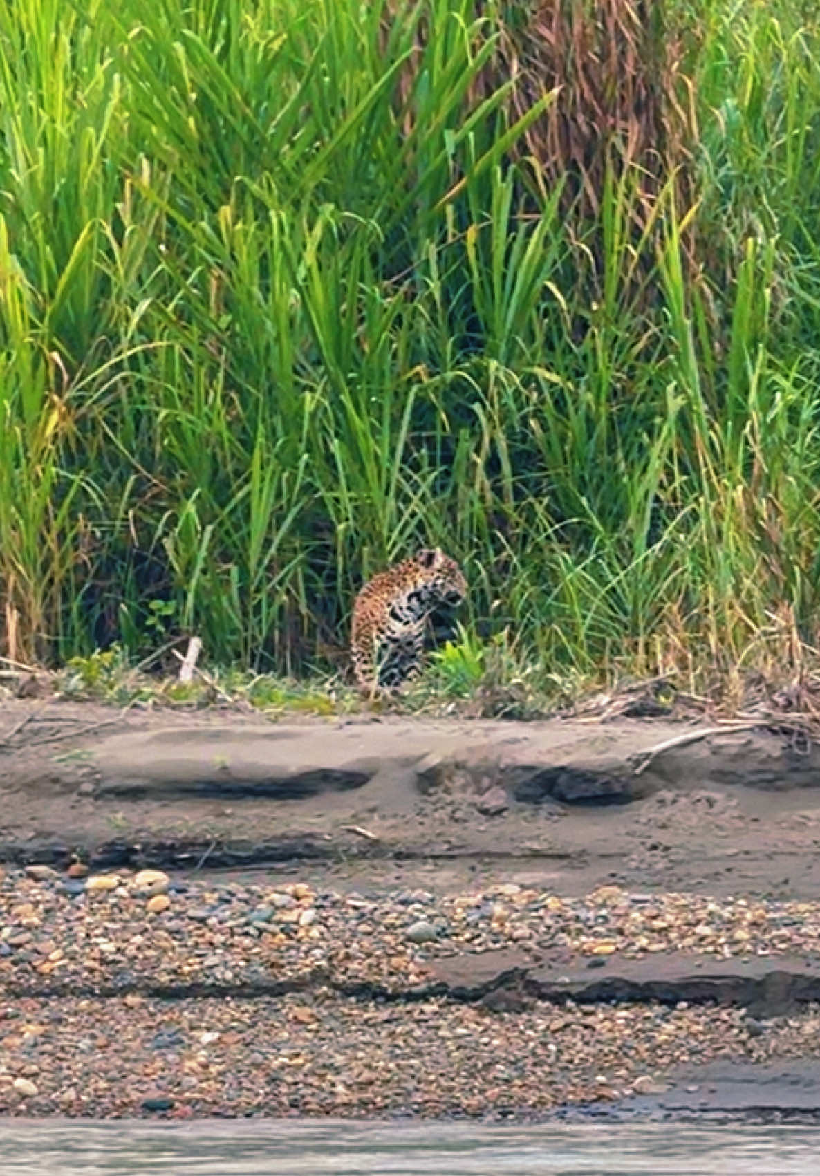 Jaguar spotted in Manu National Park  📍7-day Manu Tour… CONTACT US:  📞 +51 980 652 031   ✉️ info@uniqueamazonperu.com   🌐 www.uniqueamazonperu.com   #wildlifeperu #amazontoursperu #southamericatrip #peru #jungletoursfromcusco 