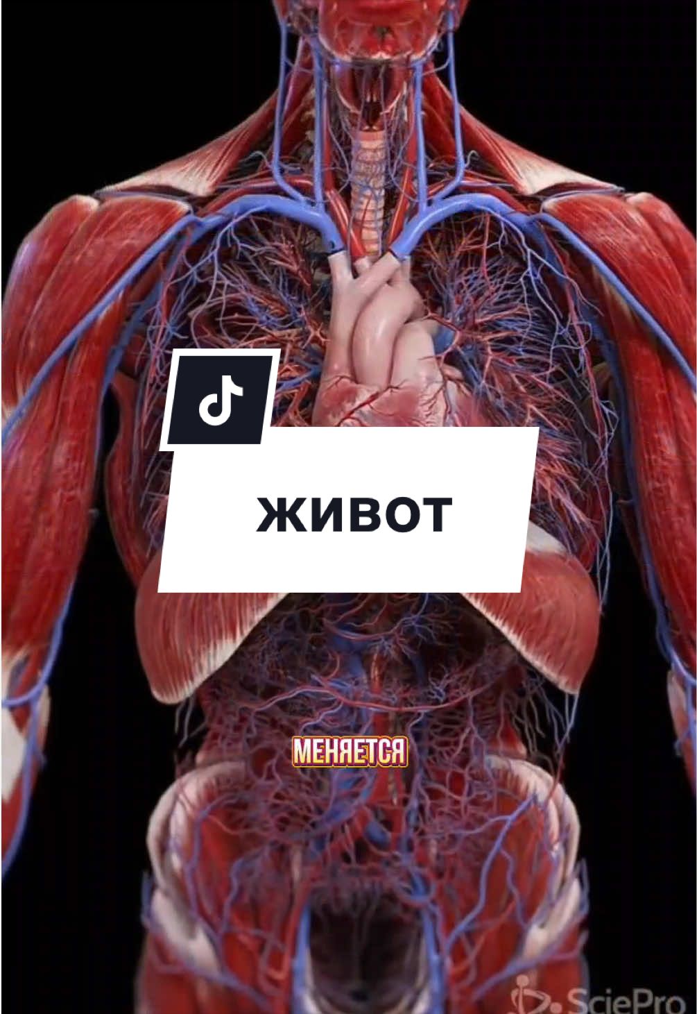Живот доложен быть мягким и безболезненным! #живот #массаж 
