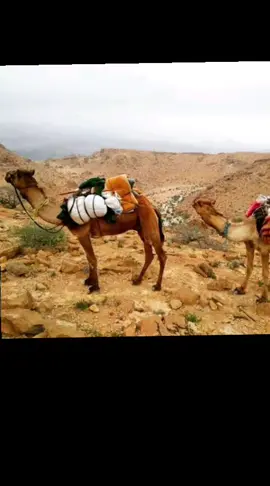 كرامه القرادي  حياء بصميم العضاء الريده الشرقيه ،حضرموت ،