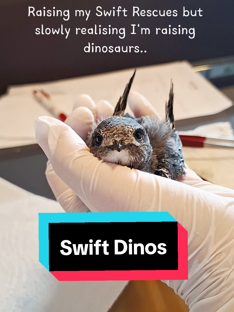 Here's how YOU can help save Swifts: They are victims of the record breaking june heatwave in Germany. It was an emergency for wild birds. Rescue centers were overwhelmed, and many had little or no capacity left.  Swifts spend almost their entire lives in the air. Because of the extreme heat, many are jumping from their overheated roof nests far too early. A sitting swift is ALWAYS an emergency. 🙏 Swifts are declining everywhere due to us. ‼️YOU can take action NOW: - Remove unnecessary pavement so the ground can absorb rainwater. -Protect the diversity of insects, they are essential for their survival  - Plant native wildflowers, shrubs, and trees. - Leave patches of grass uncut. - Provide fresh, bird-safe water sources during heatwaves. - Create shade with native trees instead of concrete. - Replace gravel gardens with living plants. - Support green roofs and green walls. - Ask local businesses to replace sealed surfaces with vegetation. - Encourage schools and workplaces to plant native habitats. - Preserve old buildings with nesting sites whenever possible. - Install nest boxes for swifts and swallows during renovations. Mount them on walls facing north to reduce overheating during heatwaves. Avoid placing nest boxes directly beneath roofs. - Support bird-friendly building regulations. - Reduce pesticide use to protect insects, their main food source. - Advocate for more parks, pocket forests, and connected green corridors. - Ask your local mayor to expand urban tree cover and protect mature trees. - Support policies that reduce urban heat islands and restore nature. -Donate, if possible, to local wildlife bird rescues, some are specializing in Swifts ➡️💝Link to help my local Swifts in my Bio or Highlight! 🐣🔗 #mauersegler #swift #wildliferescue #Wildvogelhilfe #birdrescue