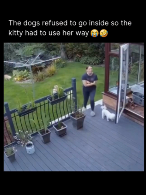 Mom: “Come inside, guys.” Dogs: Absolutely not. 😎 Cat: “Say less.” 🐱  One determined cat entered the scene and chased both dogs straight into the house like a tiny security guard on the night shift!  Fun fact: cats can sprint at roughly 30 mph (48 km/h) over short distances, so that little fluffball may have had more speed than the dogs expected.  #dogsoftiktok #catsoftiktok #PetsBeingPets
