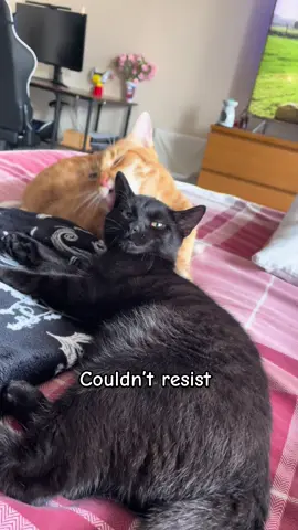 Lezbhonest #babies #cats #gay #kittens