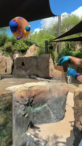 keeper bobby throwing in enrichment for #maxthesealion & #tjthesealion #houstonzoo 