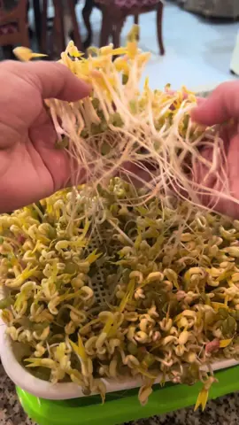 How to make #toge #tray #beansprout #DIY #hack 