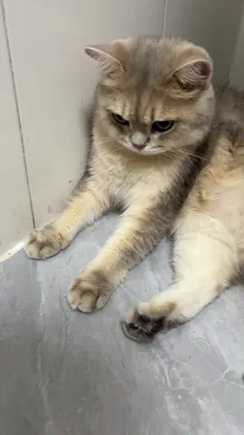 I've heard that cats don't like anything pressing down on their paws.#cat 