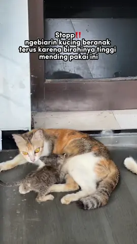 Fase birahi anabul memang alami guys, tapi kalau terus menerus kitten bisa terlantar #birahi #birahikucing #birahigo #kucinglucu #pecintakucing 