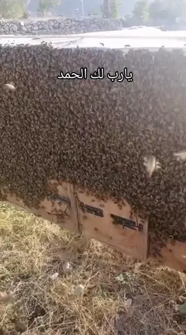 @الكنج همام 🇾🇪🇸🇦 
