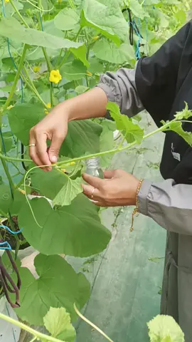 Polinasi, sekarang untuk polinasi cukup kita celupkan atau semprotkan cairan serum polinasi.
