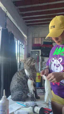 o Theodoro infelizmente era um gatinho de rua que cruzou com um ser humano desprezível e fez uns disparos cpm arma de chumbinho,  uma amiga levou ele pra clínica tratou e depois ele veio pra mim e hj o Theodoro deixou de ser só meu para ser de todo o mundo porque esse jeitinho dele conquistou cada um de vocês que torcem pela sua recuperação.  agradeço a todos vocês.  Quem quiser ajudar o link da vaquinha tá na bio temos também pix e paypal.   Sadly, Theodoro was a stray cat who crossed paths with a despicable person who shot him with a pellet gun. A friend took him to the clinic for treatment, and then he came to me. Today, Theodoro is no longer just mine—he belongs to the whole world—because his special personality has won over every one of you rooting for his recovery. I thank you all. For anyone who wants to help, the fundraiser link is in my bio; we also accept Pix and PayPal.