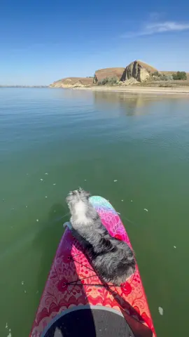 Where you can find me all summer long! #paddleboard #viral #fyp #Summer #lakelife 